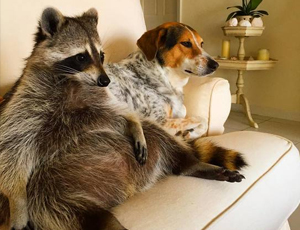 自动化监控的Web漏洞扫描工具