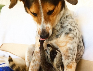 ddos攻击器安卓ios下载